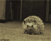 IvI Es'Pina She Hedgehog