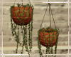 ~QR~ Hanging Potted Ivy