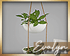 -E- Hanging Plants