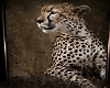 AAM-Cheetah