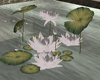 LKC Water Lillies