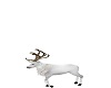 Animated White Reindeer