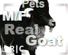 R|C Goat Black M/F