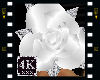 4K White Rose