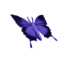SS! Anim Butterfly Purp