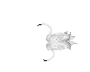 cisne blanco