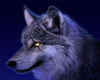 WOLF PICTURE #5