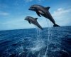 dolphins playing at sea