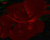 SD| MBH: Roses On Vine