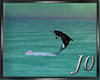 Beach - Dolphin