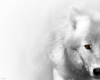(Dizzy) White Wolf