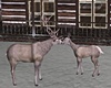 Winter Deer