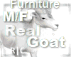 R|C Goat While Furniture