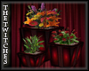(TT) Fever Pot Plants