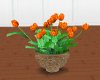 Orange Tulip Flowers
