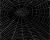 Large Spider Web
