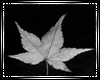 Grey Autumn Leaf 
