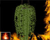 HF Nursery Hang Plant