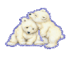 cute polar bears