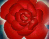 [SX] Rose Red Lovely