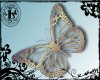 [Ln]Butterfly Golden 1