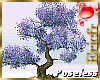 [Efr] Jacaranda Tree