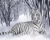 White tiger snow picture