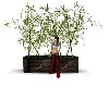 bamboo plant darkfollow 