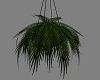 !! Hanging Plant