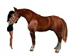 kissing horse ride kiss