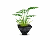 Green Plant 