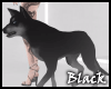 BLACK shepherd dog