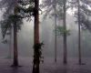 Tree Series #1
