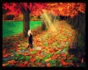 Gorgeous Fall Path