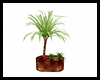 Palm Tree Plantz