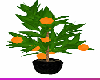 [TGUU]Orange Tree