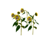 E. Sun Flower