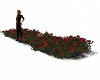 Rosebush Red Flower Bed