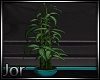*JJ* Bamboo Plant
