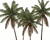 Palm Tree 10