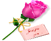 rose just for you
