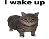 I Wake Up Cutout