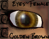 TTT Golden Brown Eyes F