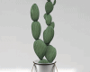 Cactus/Succulent Plant