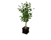 plant 3