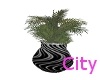 (C75) Wild Pot Plant