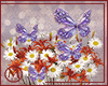 ℳ▸Solta Butterfly