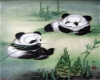 Panda Picture