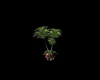 Bronze Plants...