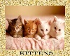 Cute Kitten's 1